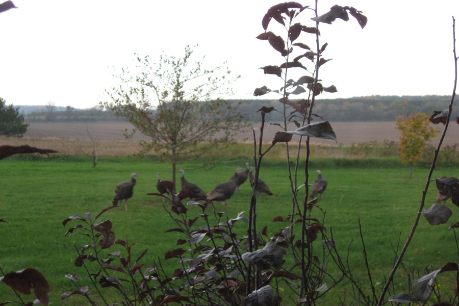 ../image/turkeys in oct in front yard  1.jpg